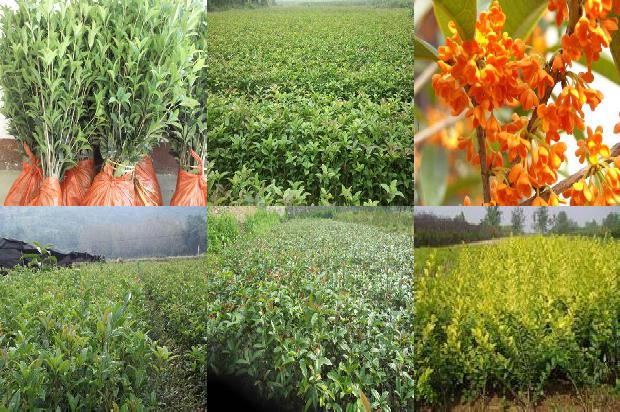 桂花树什么时候开花?什么季节?1679886787761
