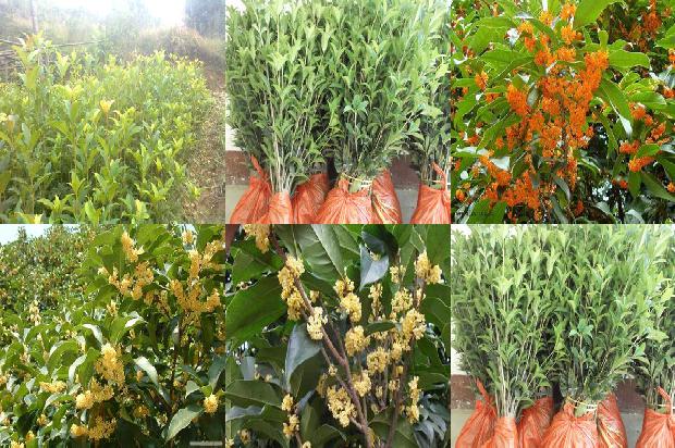 桂花树什么时候开花?什么季节?1679886787809