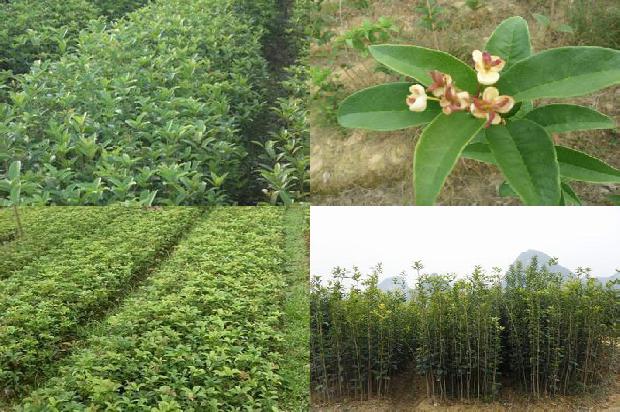 大桂花树不开花是什么原因1679886854981