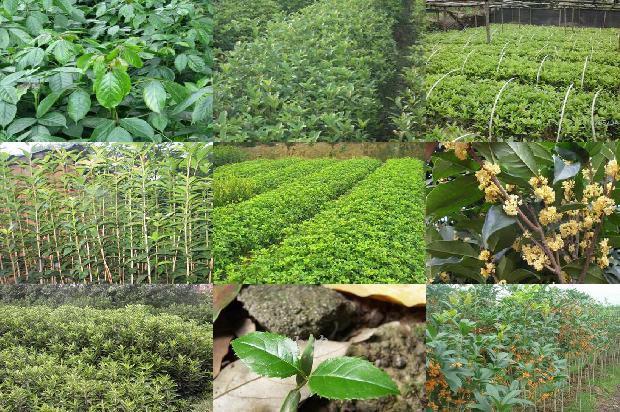 桂花糕怎么做需要什么材料1679964485898