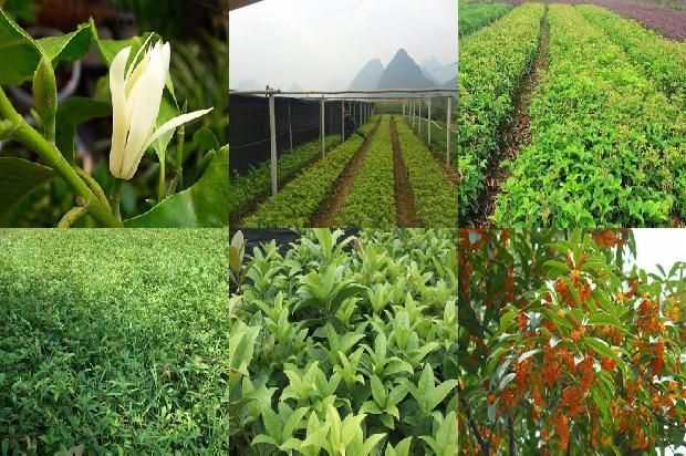 桂花茶怎么泡1679965148156