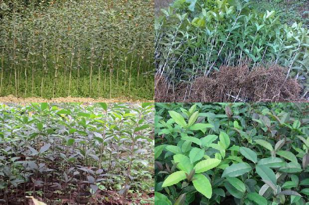 桂花乌龙茶属于什么茶1679965295224