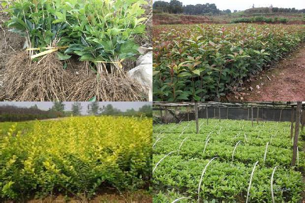 桂花乌龙茶属于什么茶1679965295272
