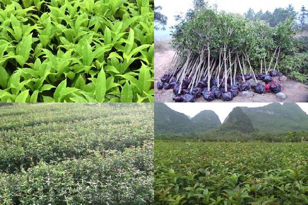 桂花乌龙茶属于什么茶1679965295320