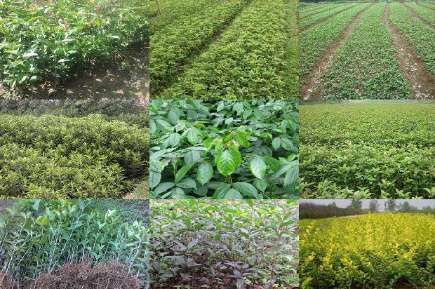 桂花乌龙茶的冲泡方法1679965435603