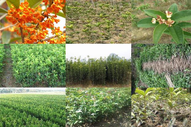 桂花怎么泡茶喝1679965653669