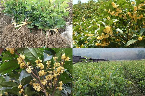 地栽桂花树叶子尖发黑枯萎像烧焦1679966409237