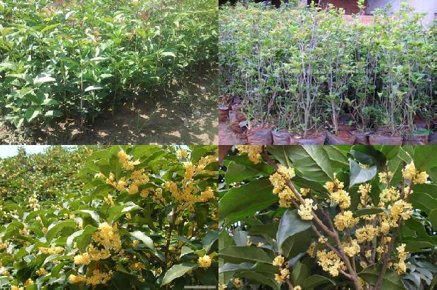 桂花盆栽叶子边缘枯黄1679967402179