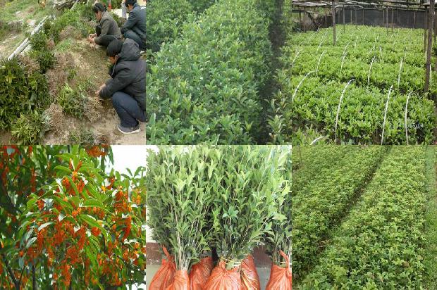 桂花树叶子干枯变脆1679967573333