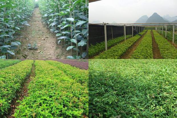 四季桂花用什么肥料最好最旺1679968294933