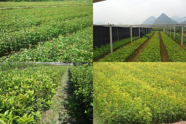 桂花树叶子尖发黄干枯用什么农药1679968668068