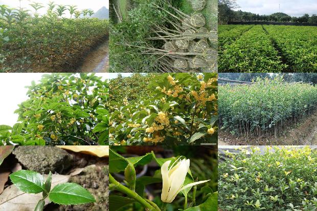 二十公分桂花树价格多少?1679969134633