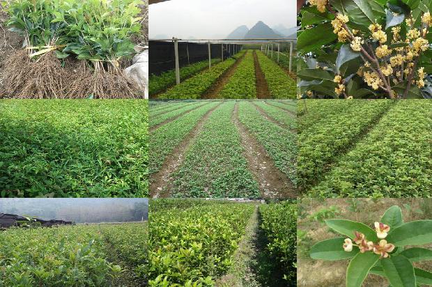 桂花树赔偿标准20191679969339148