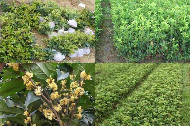 桂花树大树卖多少钱一棵1679969506398
