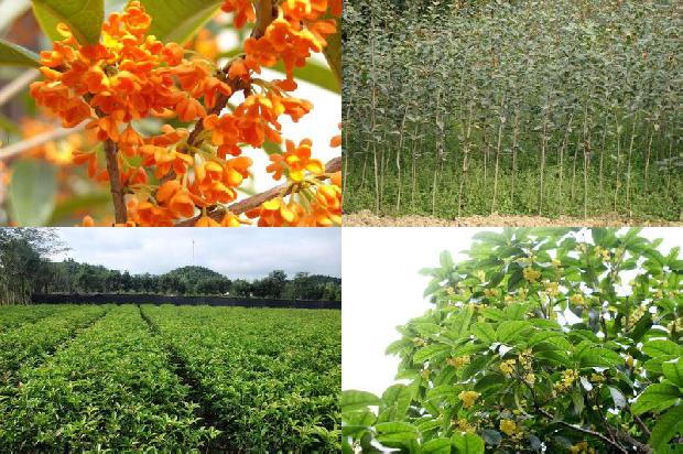 10公分的桂花树多少钱一棵0公分桂花树1679969546894