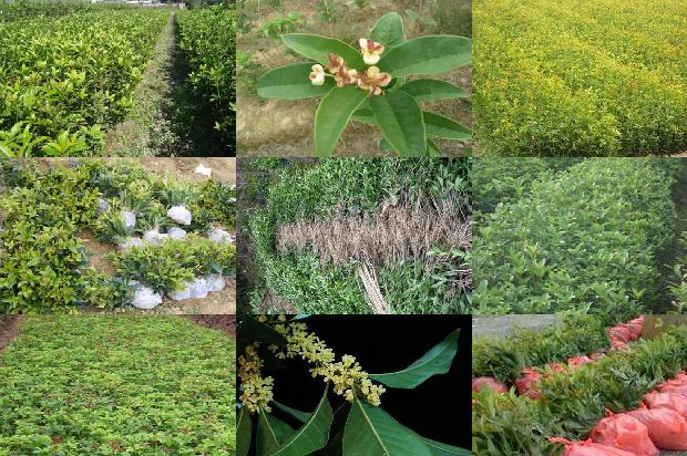 10公分的桂花树多少钱一棵0公分桂花树1679969546942