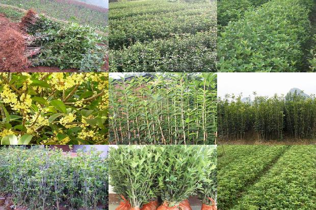 怎样栽培桂花树用啥肥料1679969898444