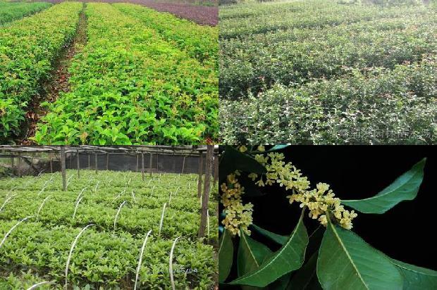 怎样栽培桂花树用啥肥料1679969898587