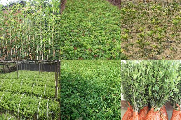 桂花树适合用什么肥料1679969939524