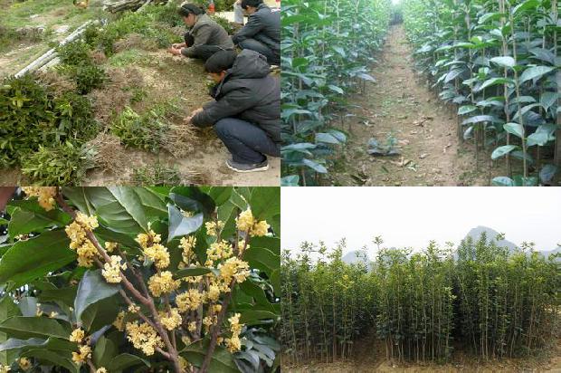 桂花盆栽用什么土最好1679970062575
