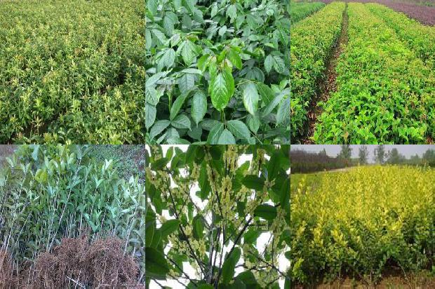 四季桂花种植方法 盆栽1679970332524