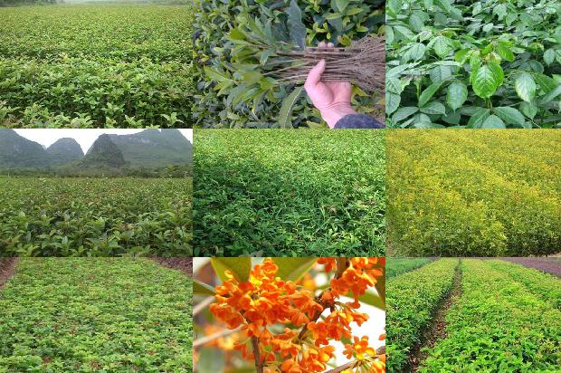 四季桂花种植方法 盆栽1679970332572