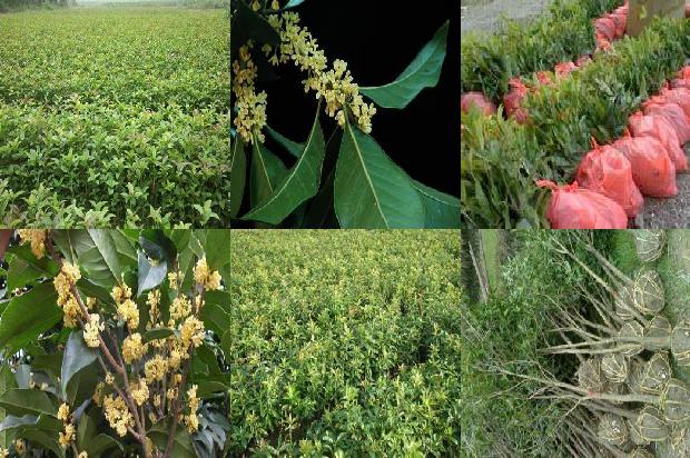 四季桂花种植方法 盆栽1679970332619