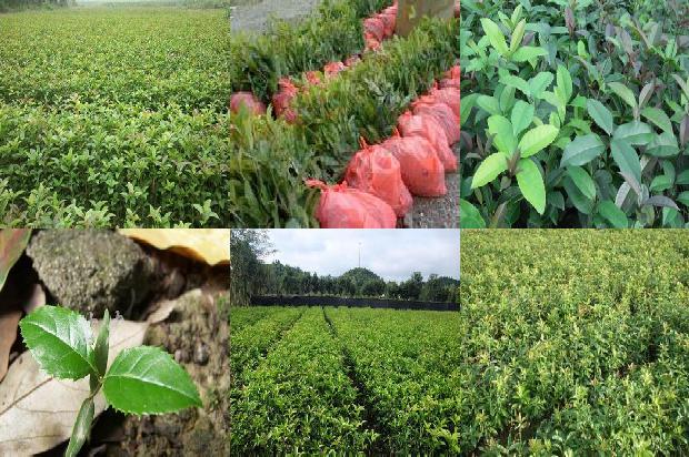 家里养桂花树每天喷水好吗1679970751394