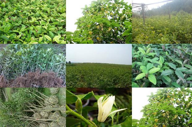 家里养桂花树每天喷水好吗1679970751489