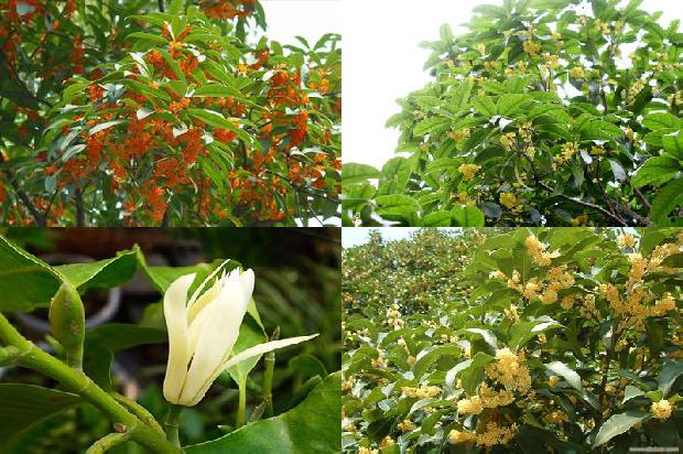 家门口种桂花树对风水好吗1690677218153