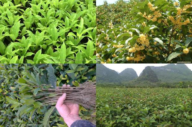 门前为什么不能栽桂花树1679971244644