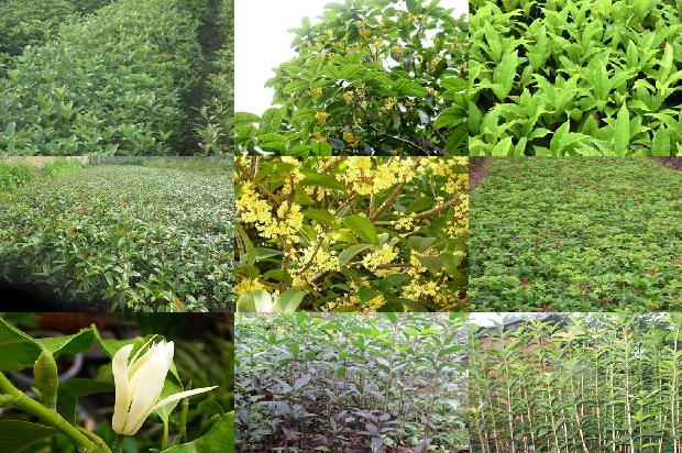 桂花树能种在门前吗风水好吗1680048526253