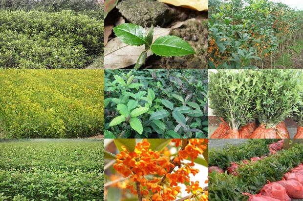 家里适合种植桂花树吗?1680050377773