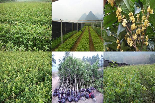 桂花树哪种最香最好养活1688692001943