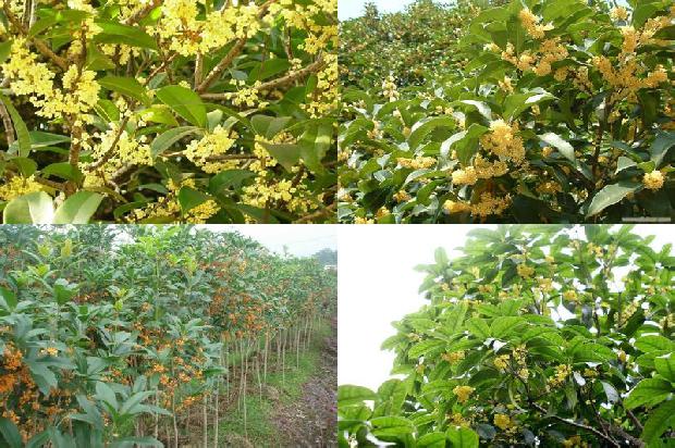 家院里可以栽桂花树吗?1680054678703