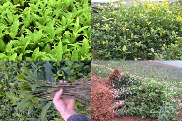 桂花树可以种在家里面吗1680055128316
