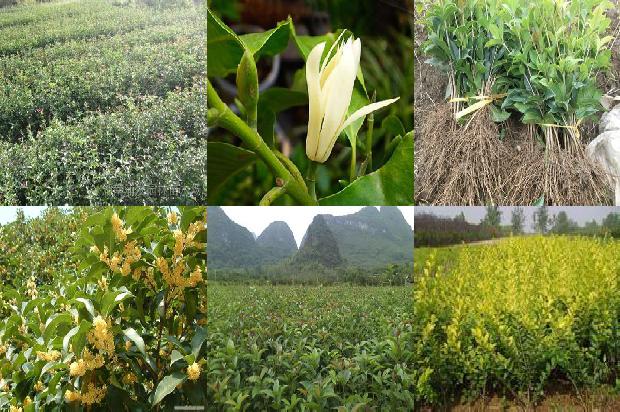 桂花树上的果子可以吃吗1680055544525