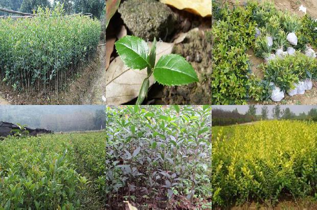 桂花树果实可以种出桂花吗?1680056536194