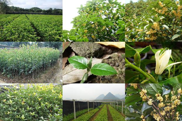 桂花树什么时候开花?什么季节开花1680057090766