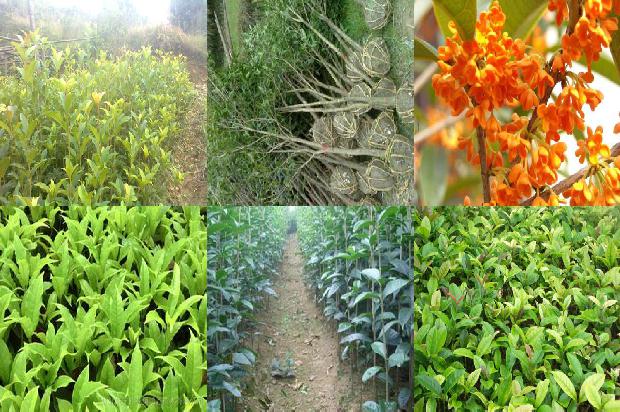 桂花树什么时候开花?什么季节开花1680057090813