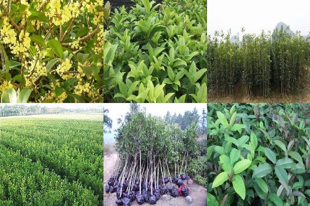 桂花树什么时候开花?什么季节开花1680057090860