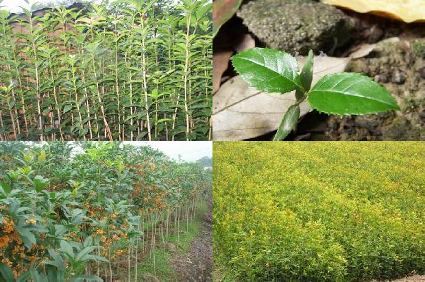 桂花树什么时候开花?什么季节修剪1680057119494