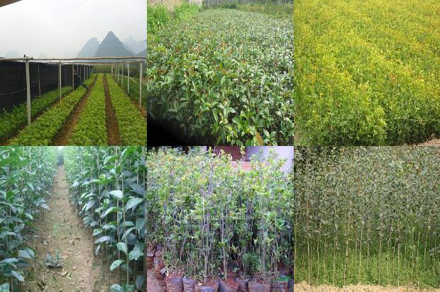 桂花树什么时候开花?什么季节修剪1680057119541