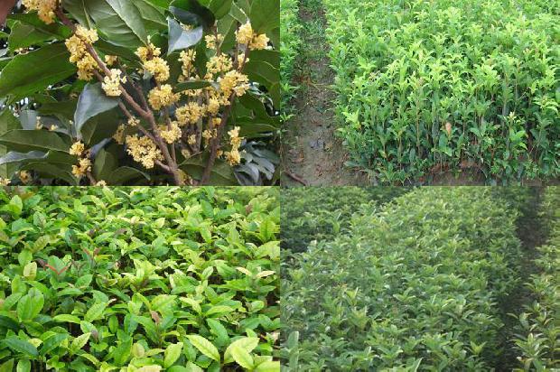 桂花树什么时候开花?什么季节修剪1680057119589