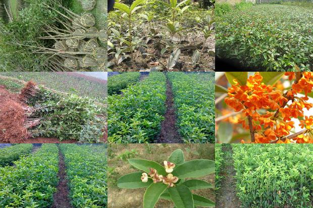 桂花树是在什么季节开花的1680057191646