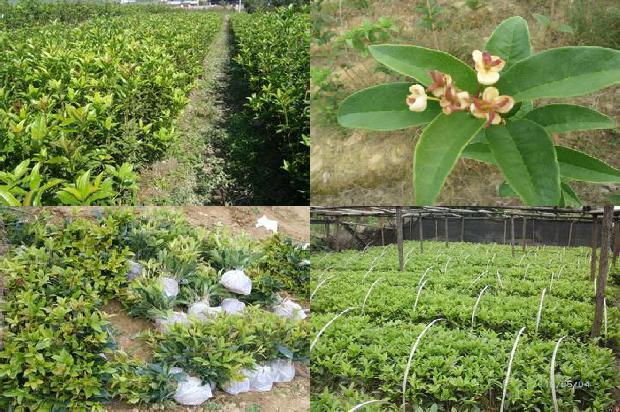 桂花树在北方开花吗1680057471670