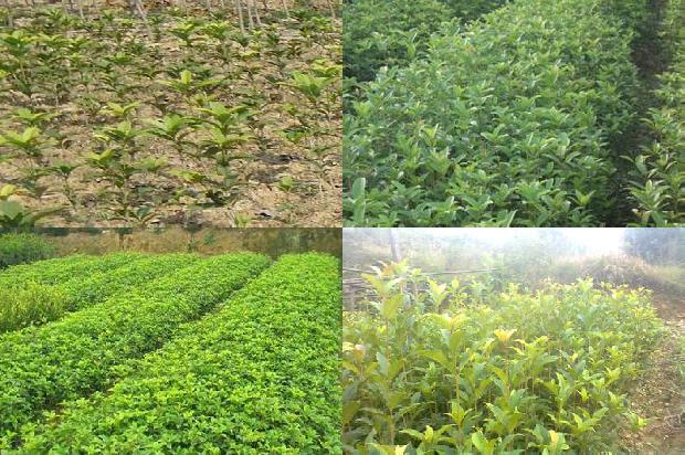 四季桂花每年什么时候开花1680057861773