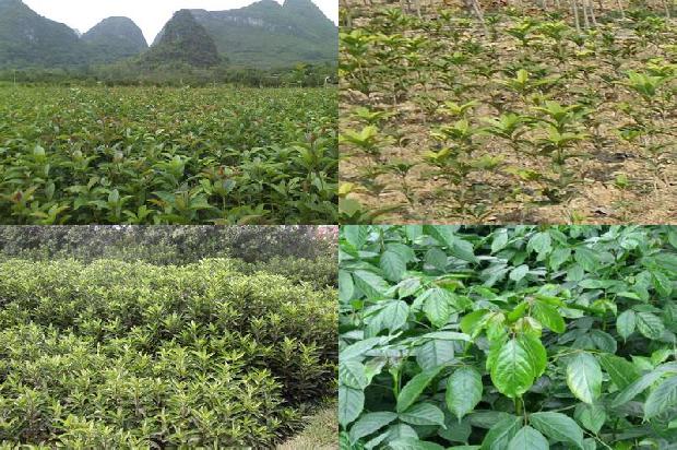 桂花可以直接泡水喝吗?1680058312362