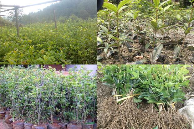 写植物的说明文500字桂花1680059265480