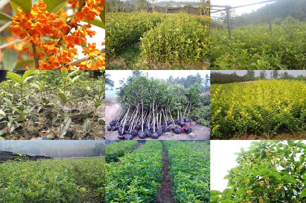 写植物的说明文500字桂花1680059265573